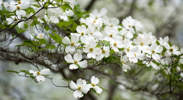 Különleges és fehéren virágzó fák a kertben